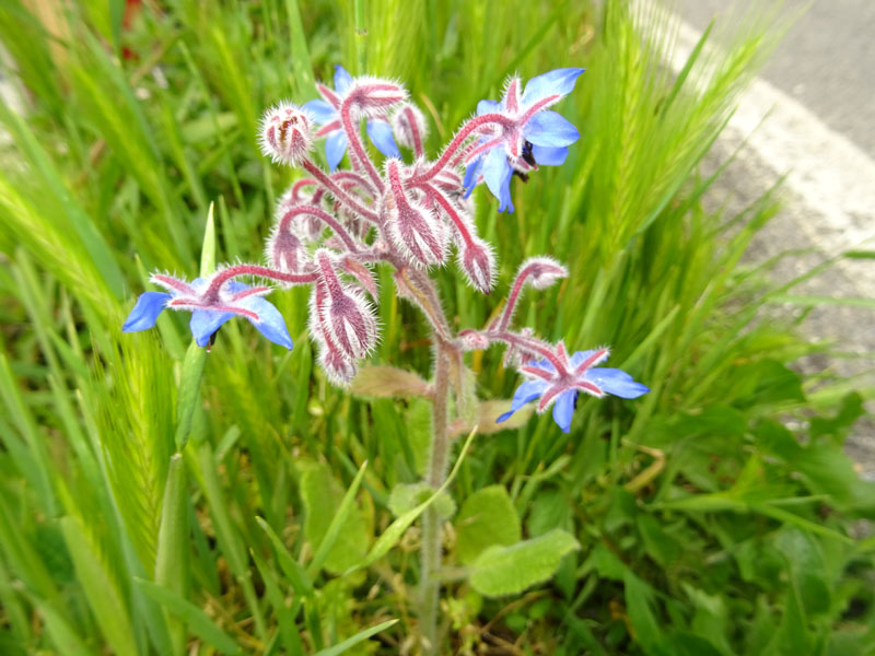 Borago officinalis - Boraginaceae